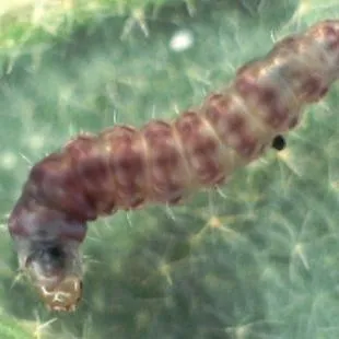 thumbnail for publication: Tomato Pinworm, Keiferia lycopersicella (Walshingham) (Insecta: Lepidoptera: Gelechiidae)